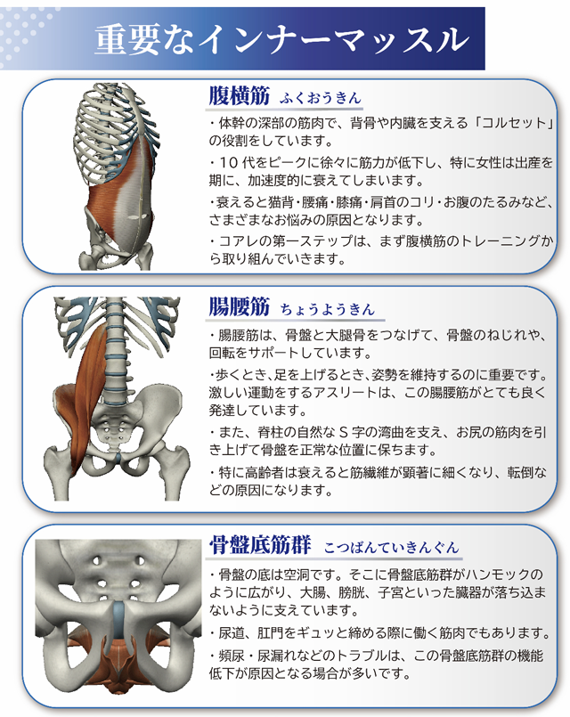 重要なインナーマッスル。腹横筋（ふくおうきん）・体幹の深部の筋肉で、背骨や内臓を支える「コルセット」の役割をしています。・10代をピークに徐々に筋力が低下し、特に女性は出産を期に、加速度的に衰えてしまいます。・衰えると猫背・腰痛・膝痛・肩首のコリ・お腹のたるみなど、さまざまなお悩みの原因となります。・コアレの第一ステップは、まず腹横筋のトレーニングから取り組んでいきます。腸腰筋（ちょうようきん）・腸腰筋は、骨盤と大腿骨をつなげて、骨盤のねじれや、回転をサポートしています。・歩くとき、足を上げるとき、姿勢を維持するのに重要です。激しい運動をするアスリートは、この腸腰筋がとても良く発達しています。・また、脊柱の自然なS字の湾曲を支え、お尻の筋肉を引き上げて骨盤を正常な位置に保ちます。・特に高齢者は衰えると筋繊維が顕著に細くなり、転倒などの原因になります。骨盤底筋群（こつばんていきんぐん）・骨盤の底は空洞です。そこに骨盤底筋群がハンモックのように広がり、大腸、膀胱、子宮といった臓器が落ち込まないように支えています。・尿道、肛門をギュッと締める際に働く筋肉でもあります。・頻尿・尿漏れなどのトラブルは、この骨盤底筋群の機能低下が原因となる場合が多いです。